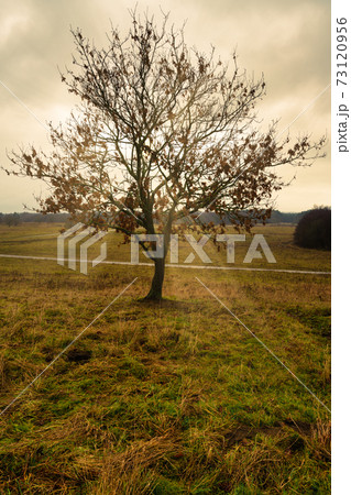 A lone tree at a moor. Picture from Revingehed, Scania, Sweden 73120956