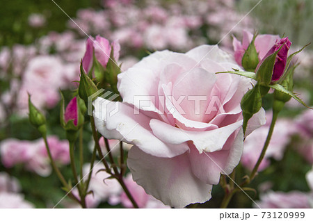 薔薇園にピンク色の薔薇の花が咲いています このバラの名前は桜貝です の写真素材