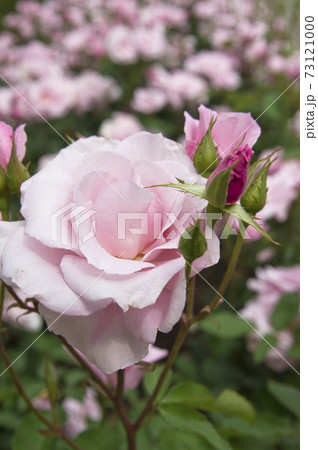 薔薇園にピンク色の薔薇の花が咲いています このバラの名前は桜貝です の写真素材