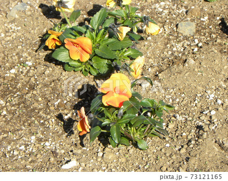 寒い季節も元気なオレンジ色のビオラ 73121165