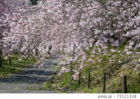 岡山市北区建部町 たけべの森公園のヤエベニシダレの桜並木 岡山市北区建部町 たけべの森公園のヤエベニシダレの桜並木 73121338