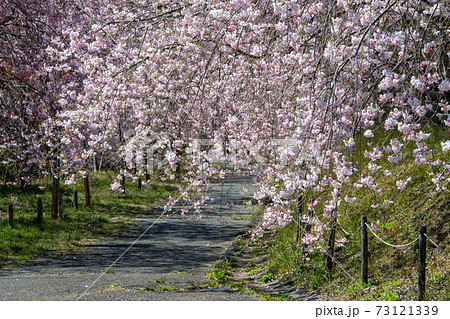 岡山市北区建部町 たけべの森公園のヤエベニシダレの桜並木 岡山市北区建部町 たけべの森公園のヤエベニシダレの桜並木 73121339