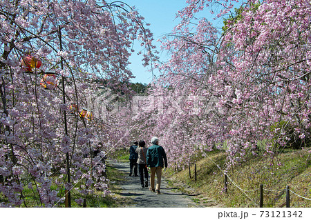 岡山市北区建部町　たけべの森公園のヤエベニシダレの桜並木 73121342