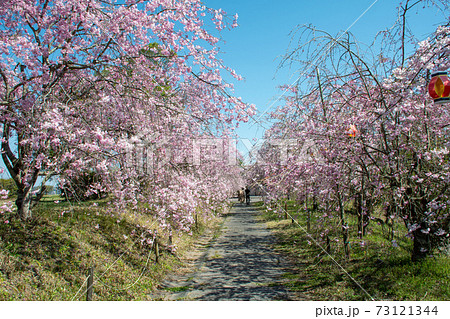 岡山市北区建部町　たけべの森公園のヤエベニシダレの桜並木 73121344