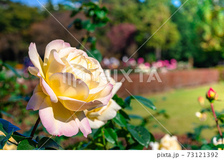 薔薇の花びら 美しい薔薇の庭 ピンク色のバラ 華やかな薔薇 薔薇とベンチ ガーデン 庭園 の写真素材