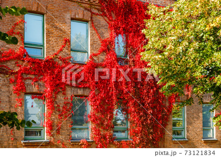Autumnal view of red brick building covered by red foliage of parthenocissus. 73121834