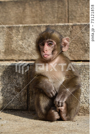 ぺろっと舌を出す子ザルの写真素材 [73121858] - PIXTA