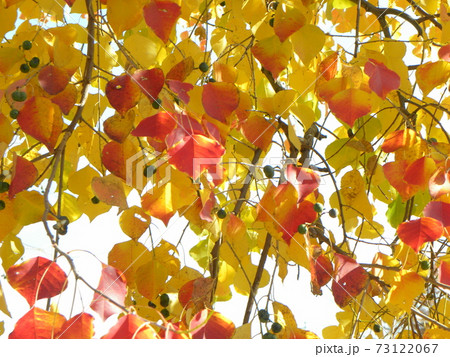 真っ赤に紅葉のナンキンハゼノ葉は綺麗です 73122067