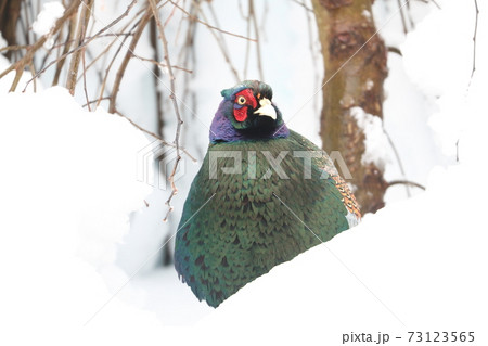 雪原に舞い降りた雉 雪原に舞い降りた雉 73123565