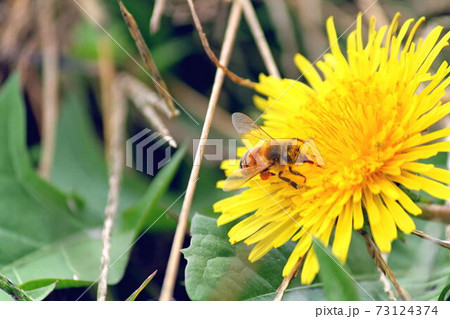 タンポポの花の蜜を吸うミツバチ タンポポの花の蜜を吸うミツバチ 73124374