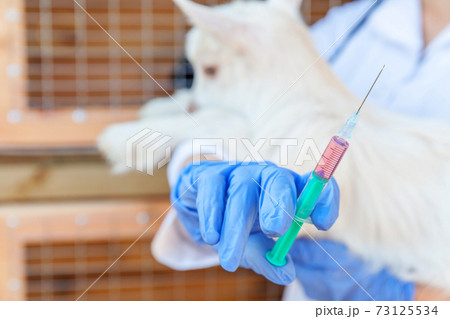 Young veterinarian woman with syringe holding and injecting goat kid on ranch background. Young goatling with vet hands vaccination in natural eco farm. Animal care and ecological farming concept 73125534