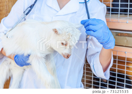 Young veterinarian woman with stethoscope holding and examining goat kid on ranch background. Young goatling with vet hands for check up in natural eco farm. Animal care and ecological farming 73125535