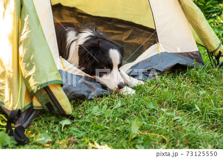 Outdoor portrait of cute funny puppy dog border collie lying down inside in camping tent. Pet travel adventure with dog companion. Guardian and camping protection. Trip tourism concept Outdoor portrait of cute funny puppy dog border collie lying down inside in camping tent. Pet travel adventure with dog companion. Guardian and camping protection. Trip tourism concept 73125550