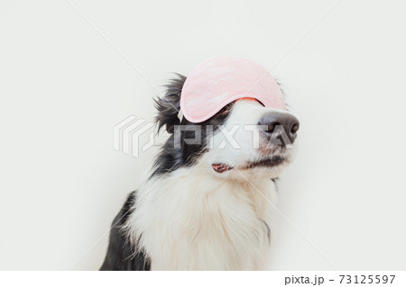 Do not disturb me, let me sleep. Funny cute smiling puppy dog border collie with sleeping eye mask isolated on white background. Rest, good night, siesta, insomnia, relaxation, tired, travel concept. Do not disturb me, let me sleep. Funny cute smiling puppy dog border collie with sleeping eye mask isolated on white background. Rest, good night, siesta, insomnia, relaxation, tired, travel concept. 73125597