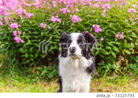 Outdoor portrait of cute smiling puppy border collie sitting on grass flower background. New lovely member of family little dog gazing and waiting for reward. Pet care and funny animals life concept. 73125793