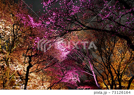 【京都】春の二条城桜まつり　夜のライトアップ 73126164