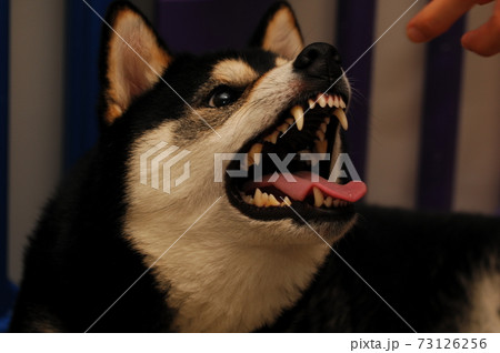 噛む犬 噛む犬 73126256