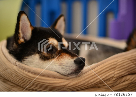柴犬の日常柴犬の日常 柴犬の日常柴犬の日常 73126257