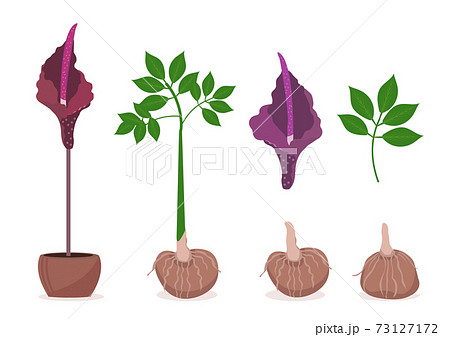 Amorphophallus konjac plant set. Konjak Japanese traditional cuisine ingredients for shirataki noodles, gum, glucomannan.Vector illustration 73127172
