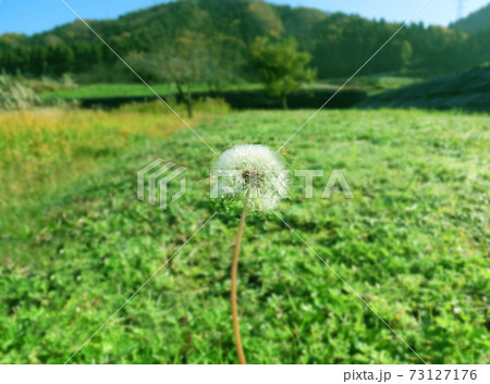 たんぽぽ 73127176