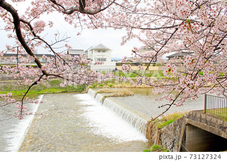 【京都】春の鴨川　桜越しに川を眺める 73127324