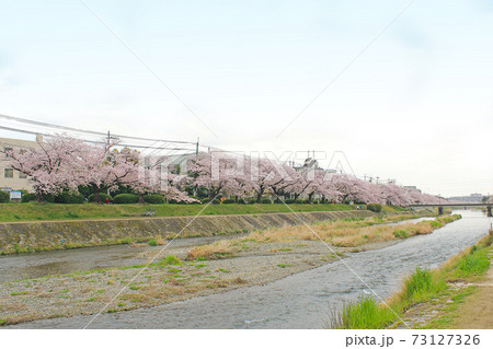 【京都】春の鴨川 川沿いの満開の桜 【京都】春の鴨川 川沿いの満開の桜 73127326