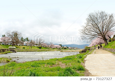 【京都】春の鴨川　曇天と川沿いの桜 73127327