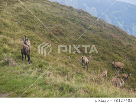 Group of Tatra chamois, rupicapra rupicapra tatrica standing on a summer mountain meadow in Low Tatras National park in Slovakia. Wild mamal in natural habitat, nature photography. Group of Tatra chamois, rupicapra rupicapra tatrica standing on a summer mountain meadow in Low Tatras National park in Slovakia. Wild mamal in natural habitat, nature photography. 73127402