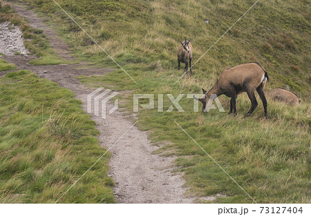 Group of Tatra chamois, rupicapra rupicapra tatrica grazing standing on a footpath at summer mountain meadow in Low Tatras National park in Slovakia. Wild mamal in natural habitat, nature photography. Group of Tatra chamois, rupicapra rupicapra tatrica grazing standing on a footpath at summer mountain meadow in Low Tatras National park in Slovakia. Wild mamal in natural habitat, nature photography. 73127404