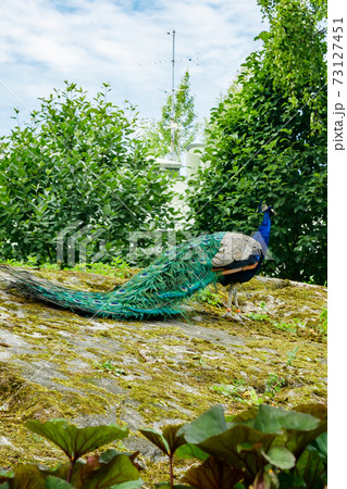 Peacock in Korkeasaari zoo in Helsinki at summer 73127451