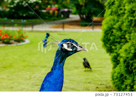Peacock in Korkeasaari zoo in Helsinki at summer 73127453
