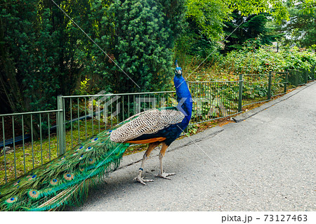 Peacock in Korkeasaari zoo in Helsinki at summer Peacock in Korkeasaari zoo in Helsinki at summer 73127463