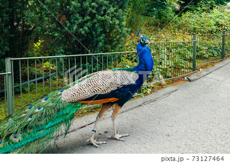 Peacock in Korkeasaari zoo in Helsinki at summer Peacock in Korkeasaari zoo in Helsinki at summer 73127464