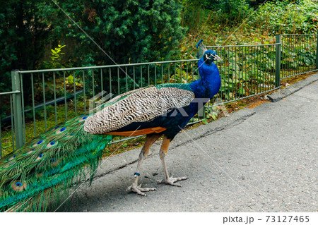 Peacock in Korkeasaari zoo in Helsinki at summer Peacock in Korkeasaari zoo in Helsinki at summer 73127465