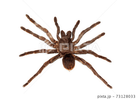 Big brown spider pamphobetus antinous close up, isolated Big brown spider pamphobetus antinous close up, isolated 73128033