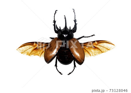Big brown beetle, isolate on a white background, eupatorus gracilicornis Big brown beetle, isolate on a white background, eupatorus gracilicornis 73128046