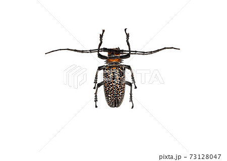 Big brown beetle, isolate on a white background, cerambycidae 73128047