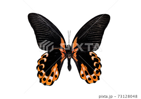 Big butterfly with yellow wings, isolate on white background, papilio rumanzovia Big butterfly with yellow wings, isolate on white background, papilio rumanzovia 73128048