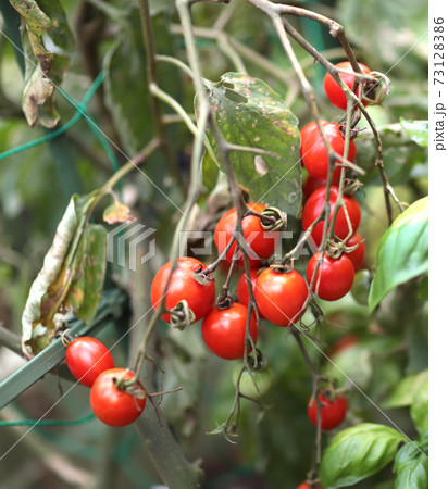 ミニトマト収穫期後半 ミニトマト収穫期後半 73128386