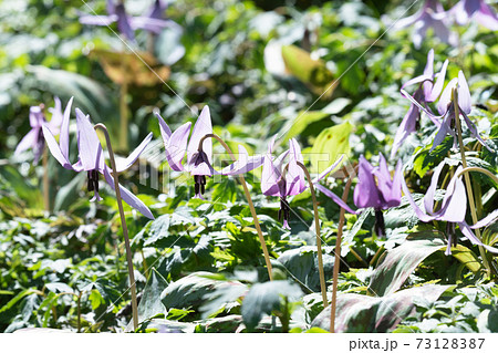 カタクリの花 73128387