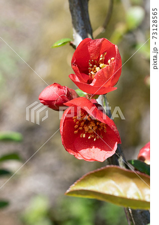 ボケの花 ボケの花 73128565