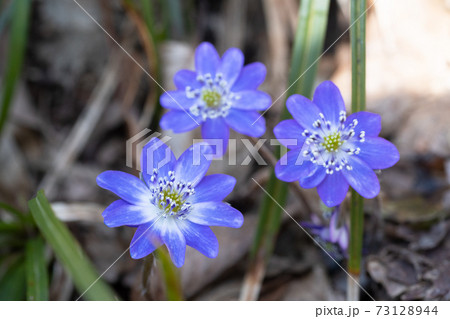 雪割草の花 雪割草の花 73128944