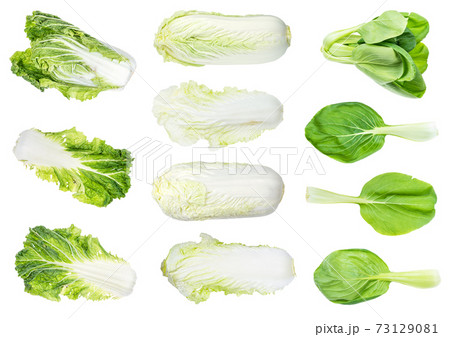 fresh leaf and head chinese cabbages cut out 73129081