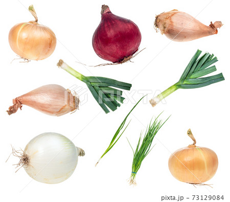 set of various onions cut out on white 73129084