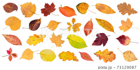 set of various colorful fallen leaves cut out 73129087