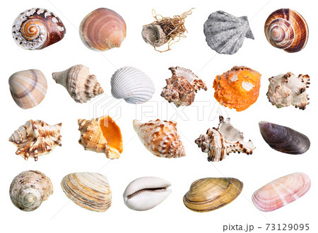 lot of various shells of mollusks cutout on white 73129095