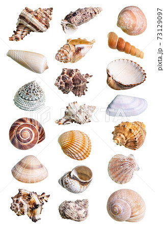 collage from various shells of mollusks cutout 73129097