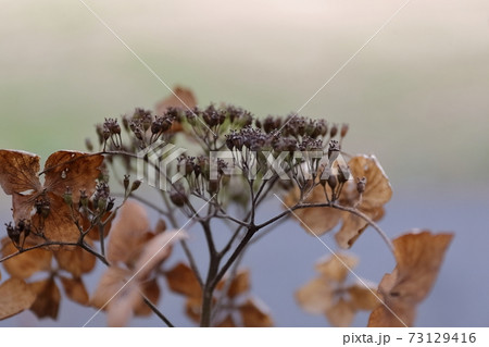枯れ紫陽花 73129416