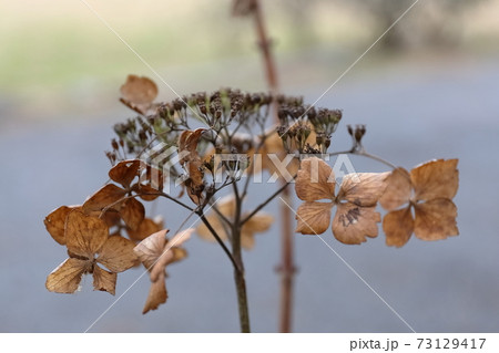 枯れ紫陽花 73129417