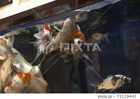 水槽に入っている錦鯉の写真素材